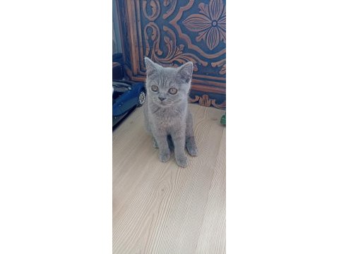 Sevimli british shorthair dostlarımız