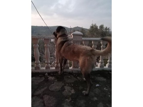 Safkan kangal