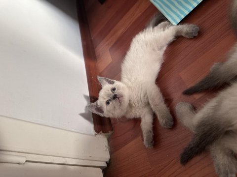British shorthair blue point