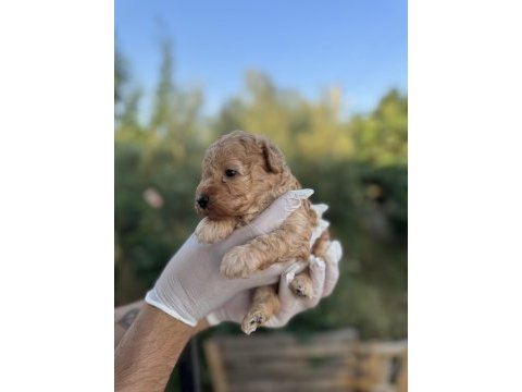 Rezerveye açık 1 aylık toy poodle yavrularımız