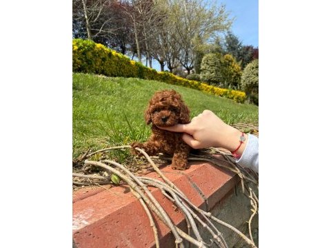 Orjinal ırk ve sağlık garantili poodle