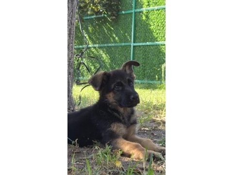 Safkan şecereli alman çoban köpeği yavruları