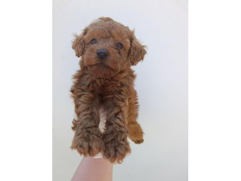 Toy poodle bebeklerimiz rezervasyona açıktır