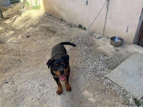 Safkan rottweiler erkek