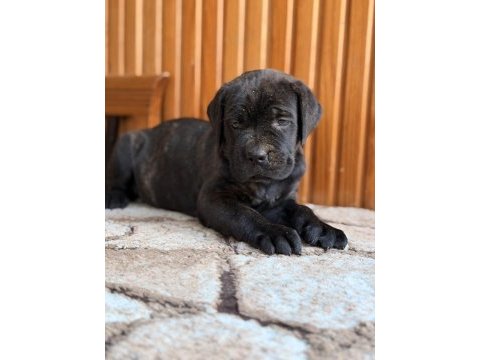 Üst kalite cane corso yavrular