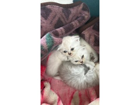 Sevimli sevimli scottish fold bebek yeni sahibini bekliyor