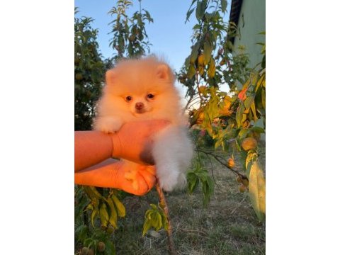 Pomeranian yavru köpeğimiz