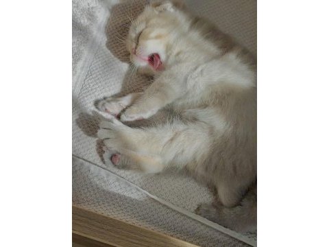 Dünya tatlısı erkek yavru scottish fold