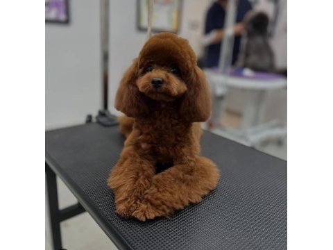 25.04.2025 doğumlu 2 erkek ve 2 dişi toy poodle max 3 kg