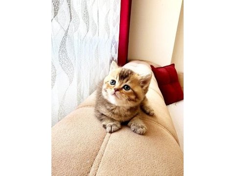 British shorthair golden