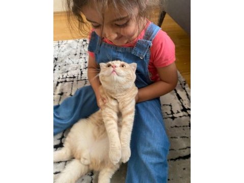 Scottish fold lokum yeni sahibini bekliyor