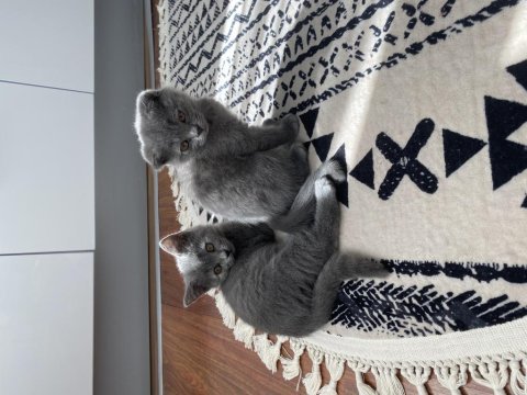 Scottish fold