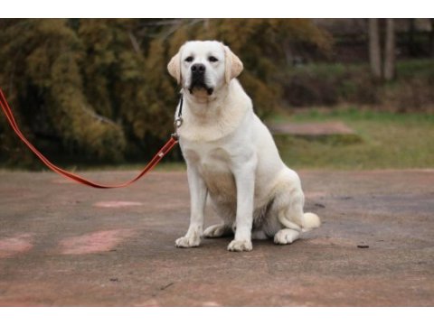 Safkan secereli labrador yavruları