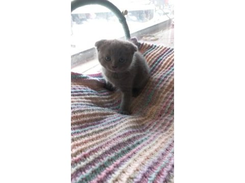Scottish fold yavrumuzu sahiplendiriyoruz