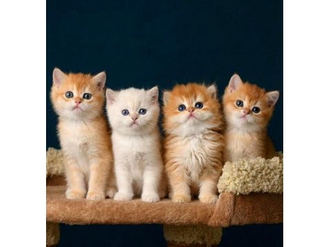 British shorthair ve longhair golden yavrular
