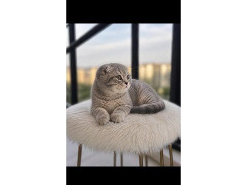 Mama karşılığı saf kan scottish fold dişi
