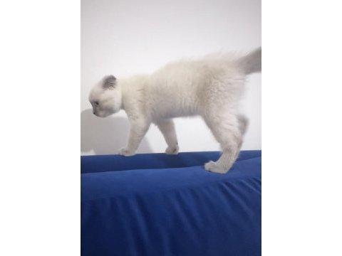 Daha tatlısı yok 3 aylık scottish fold
