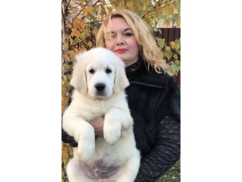 Golden retriever kapıda ödeme hizmetimiz vardır
