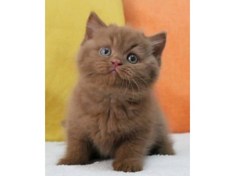 En güzel saf kan chocolate british shorthair