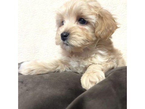 Bugün ve yarına özel maltipoo