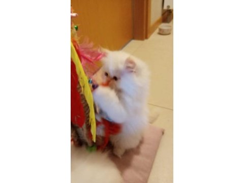 İran persian erkek ve dişi yavrular