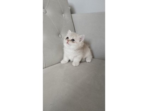 British shorthair golden cy ve ay yavrularım karşınızda