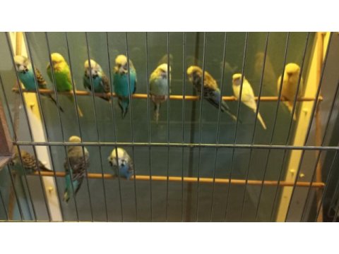 Show jumbo muhabbet kuşları