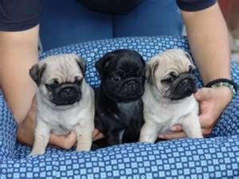 Pug kredi kartı geçerlidir
