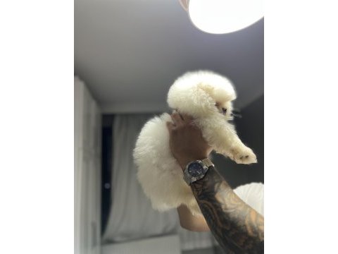 Pomeranian boo kar beyazı 2 aylık