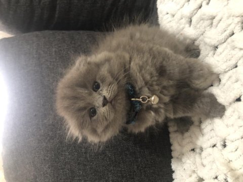 Saf kan scottish fold longhair yavrularım yuva arıyor
