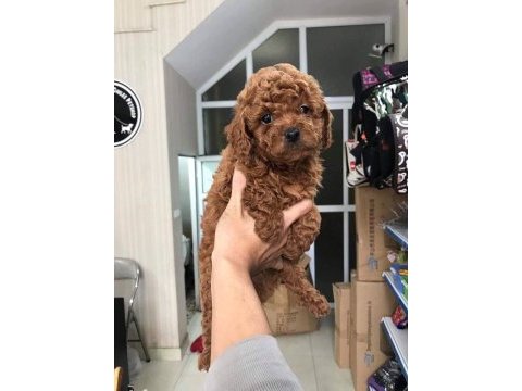Dünya tatlısı poodle yavruları