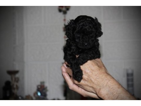 Safkan anne altından toy poodle bebekler