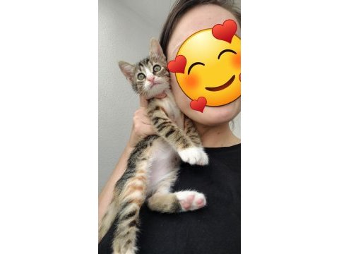 Sokaktan kurtulan 2 kardeş kediye acil yuva