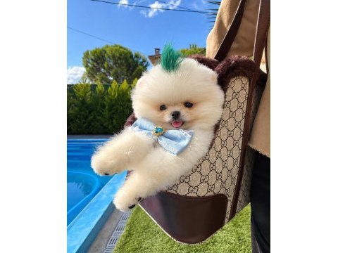 Orjinal pomeranian boo bebeğimiz miya