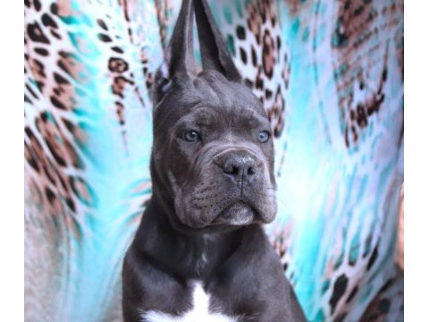 Fcı-kıf secereli safkan cane corso