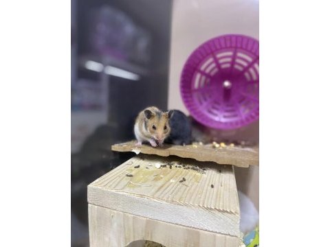 You ask for a hamster well bring it to antalya
