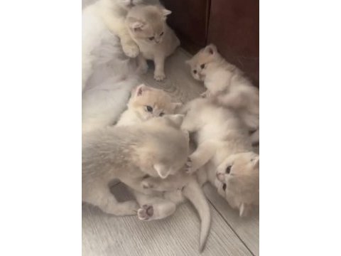 Muhteşem kalite safkan british shorthair bebekler