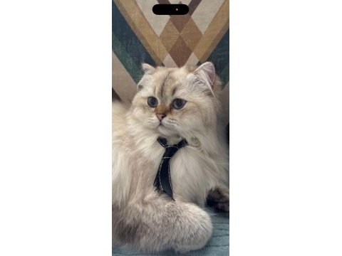 Yetişkin genç erkek british longhair