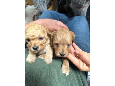 Poodle ayarında maltipoo yavrular