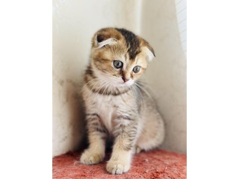 Birbirinden sevimli scottish fold yavrular