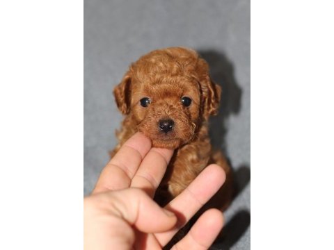 Irk garantili show kalite toy poodle
