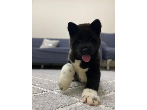 1 ay 20 günlük american akita dişi