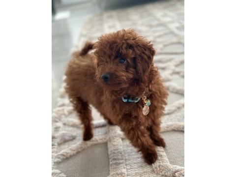 Yakışıklı poodle oğlum pafi