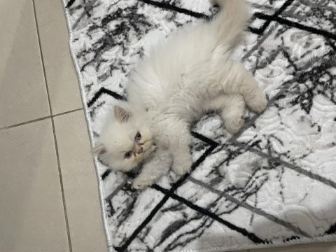 Sağlık garantisiyle exotic kedimiz