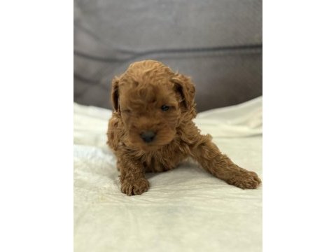 Harika kalitede toy poodle yavrularımız