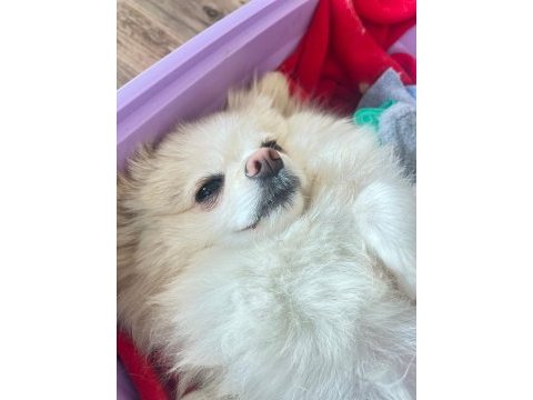 Annelik tecrübeli yetişkin dişi pomeranian boo köpekler