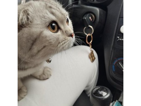 Scottish fold 7 aylık dişi