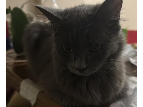 Ücretsiz 6 aylık british longhair