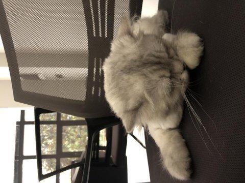 6 aylık erkek chinchilla