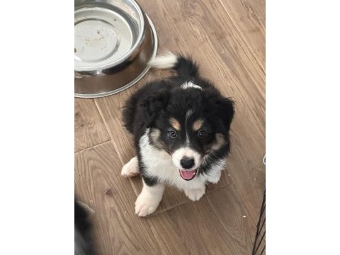 Zeka küpü çok özel border collie yavruları